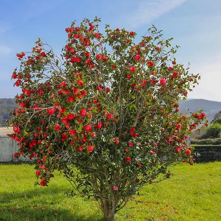 Дом отдыха Beachfront Surf & House, Charming & Quiet *